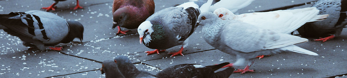 Pigeons