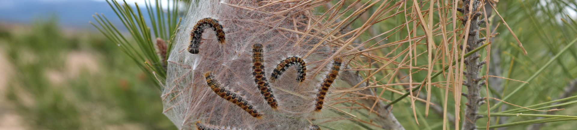 Nid de chenilles processionnaire dans les pins des Landes